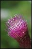 2010-08-14-10-55-10.NEF